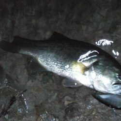 8月17日　一庫ダム釣行